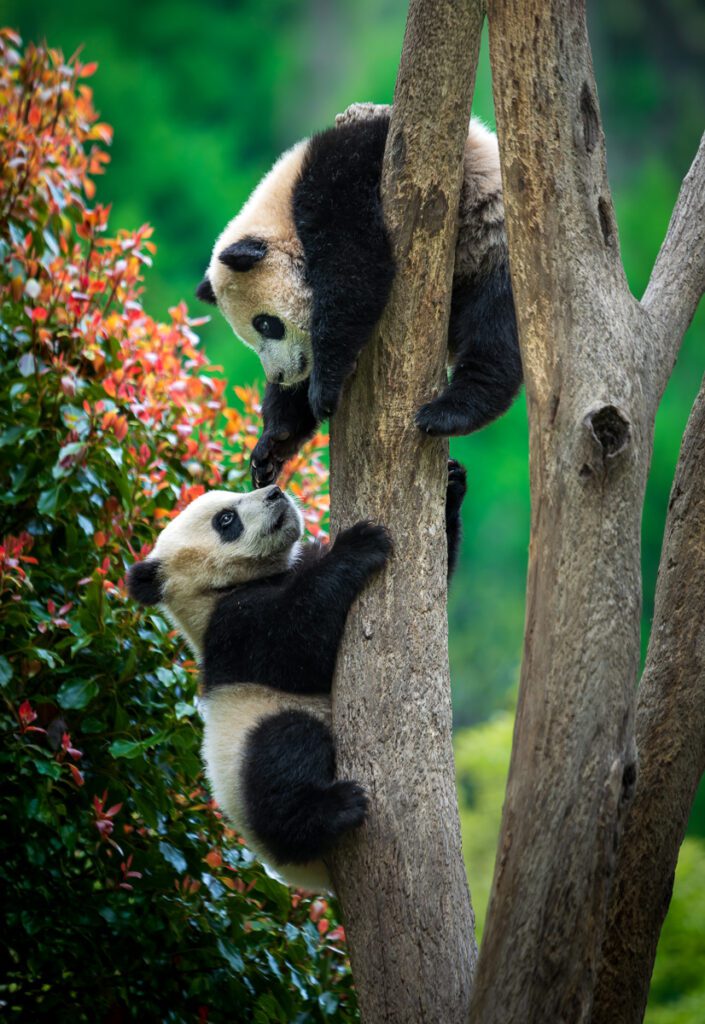 Wild China Photo Workshop Sichuan