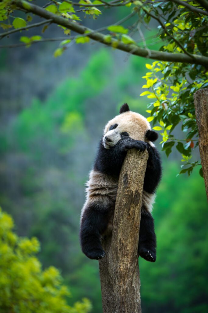 Wild China Photo Workshop Sichuan