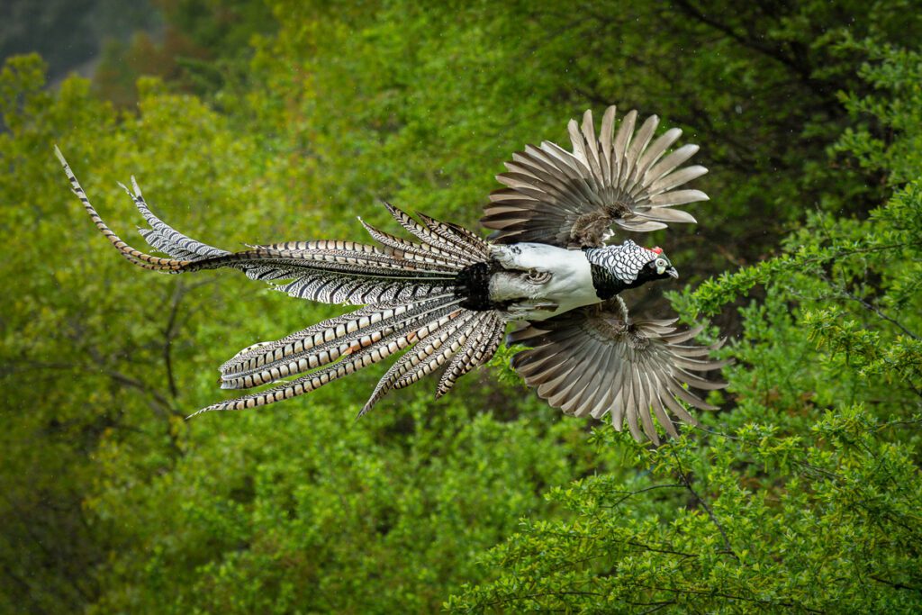 Wild China Photo Workshop Sichuan