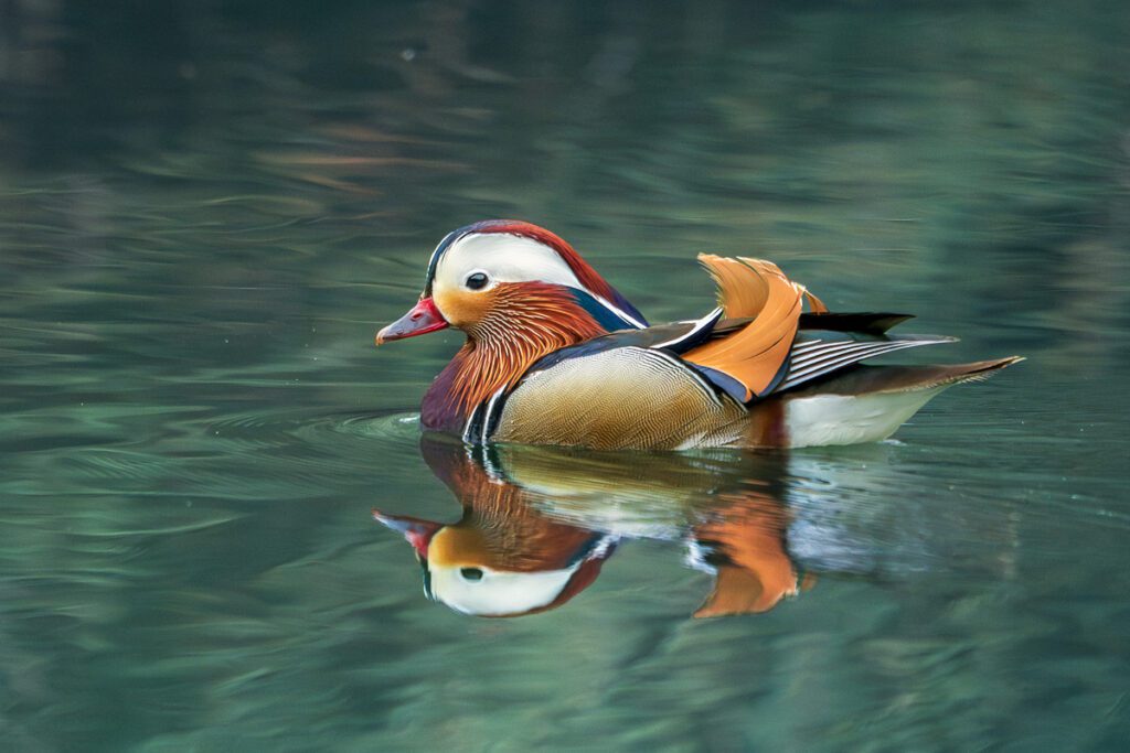Wild China Photo Workshop Sichuan