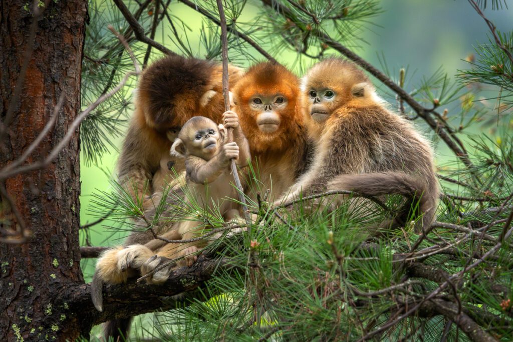 Wild China Photo Workshop Sichuan