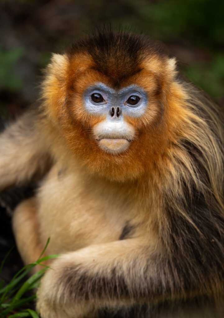 Wild China Photo Workshop Sichuan