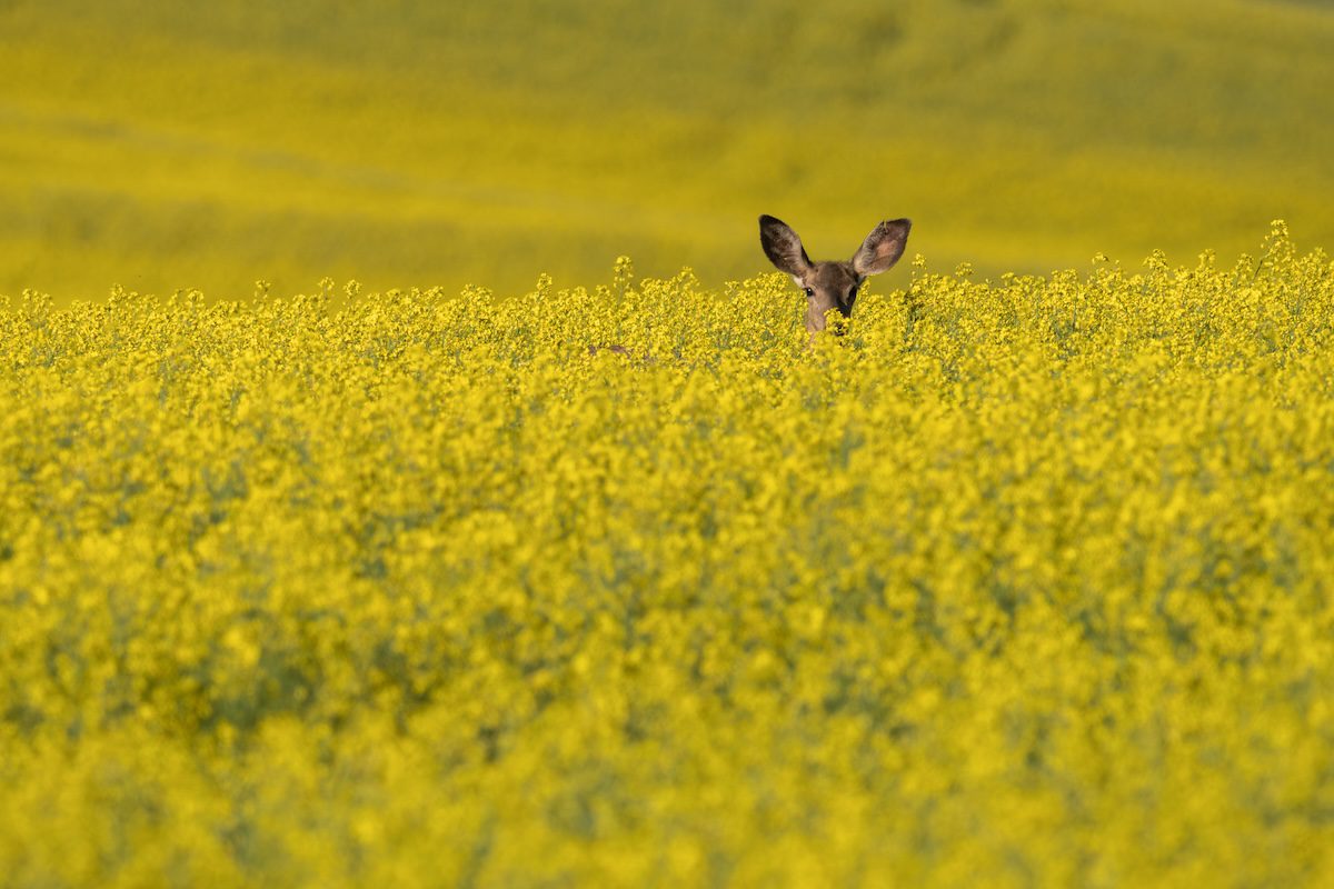 Palouse Spring Photo Workshop