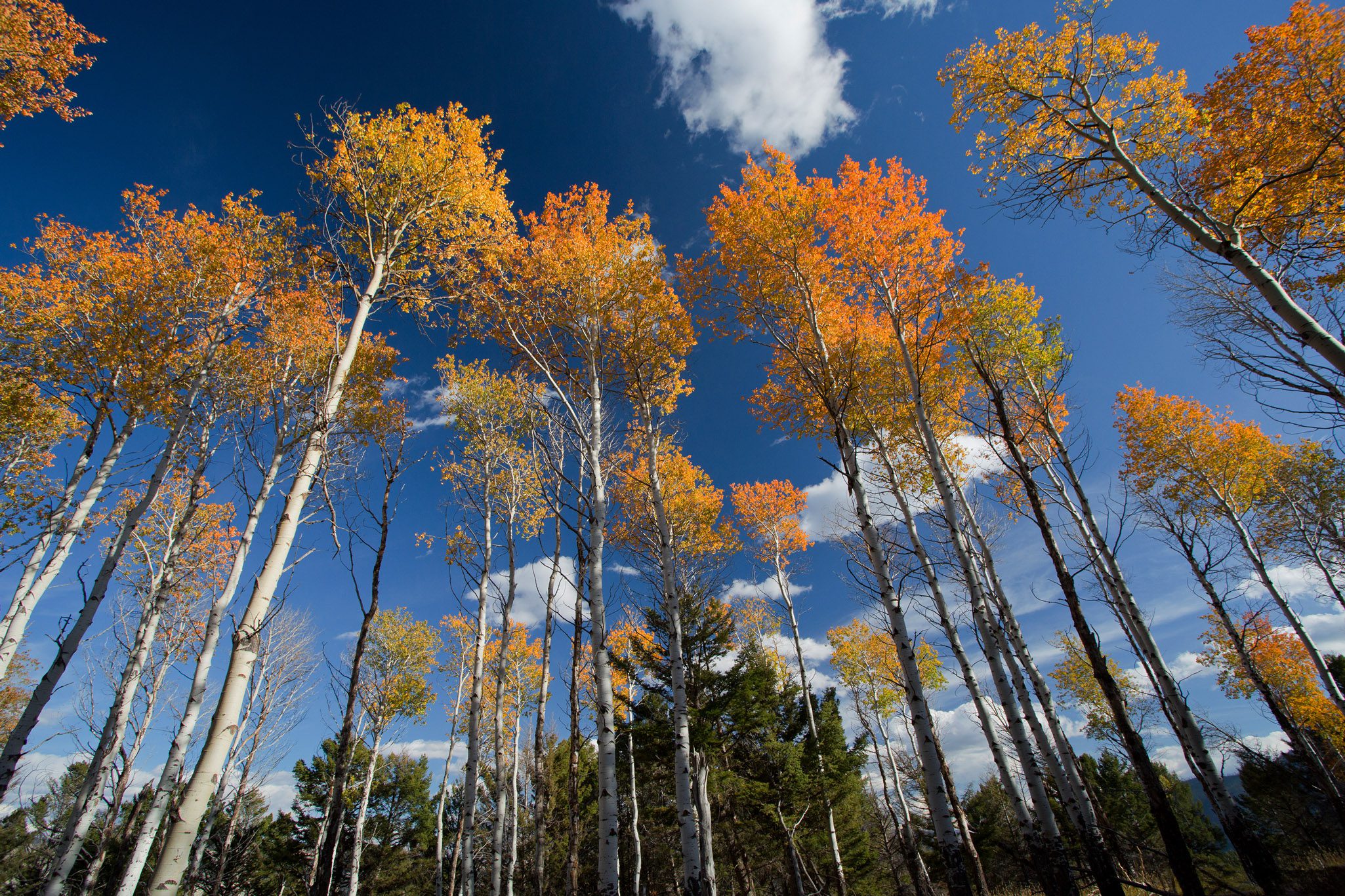 Yellowstone Fall Photo Workshop Yellowstone Fall Photo Workshop