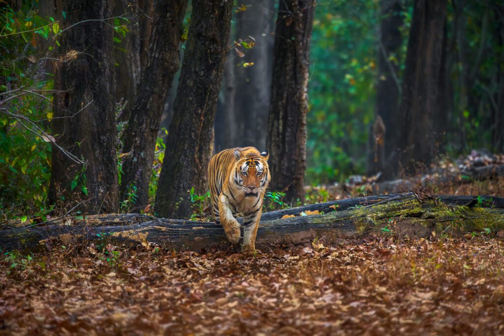 India Tigers and Leopards Safari Photo Workshop