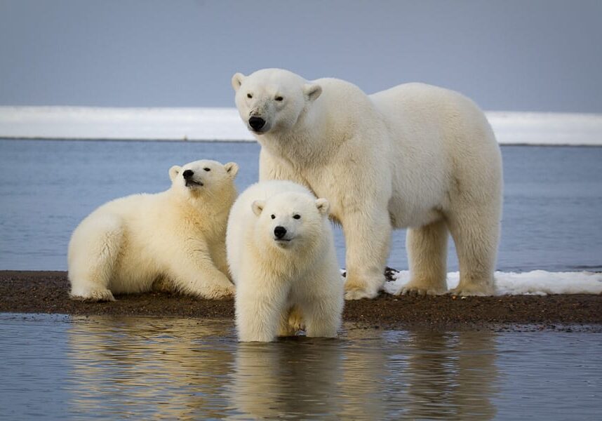 Alaska Polar Bear Photo Workshop