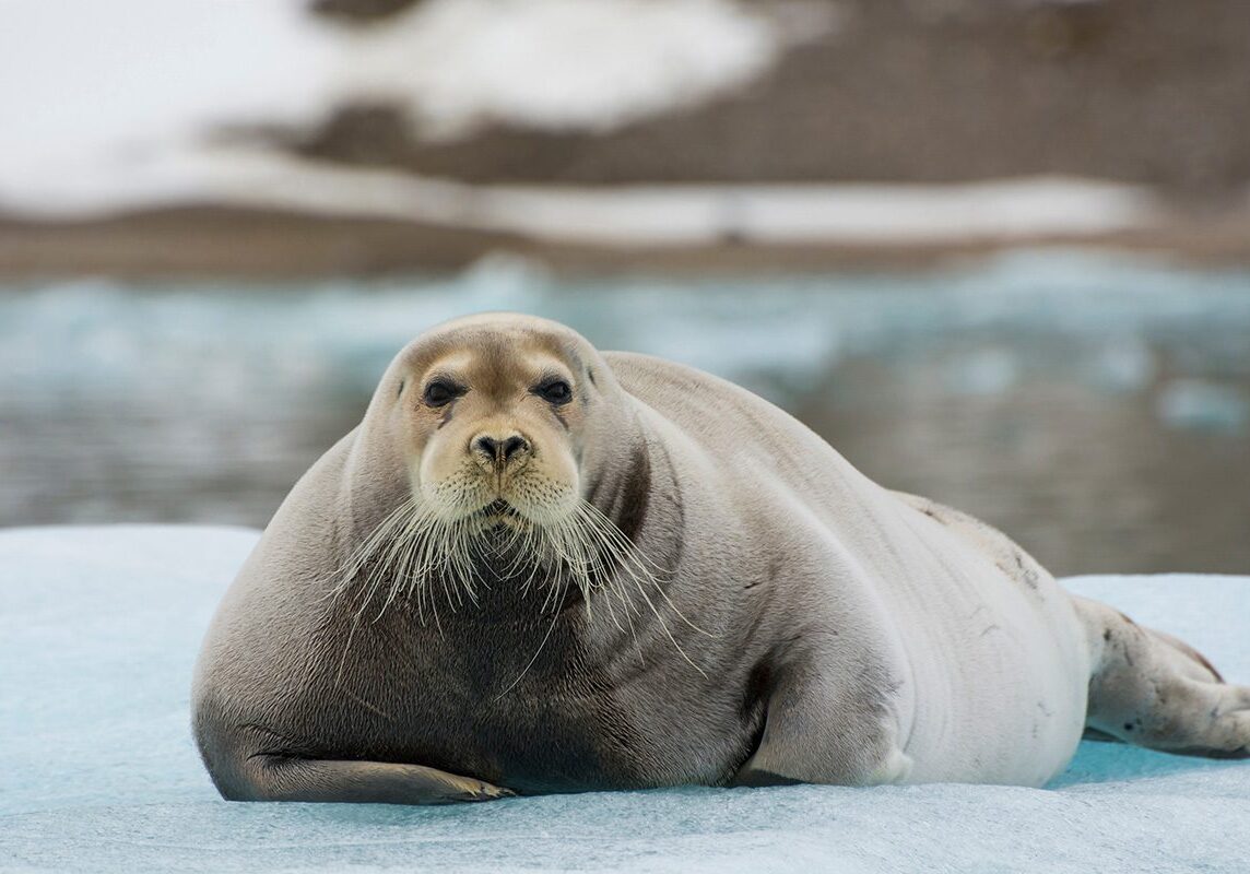 Arctic Wildlife Photo Workshop Bearded Seal