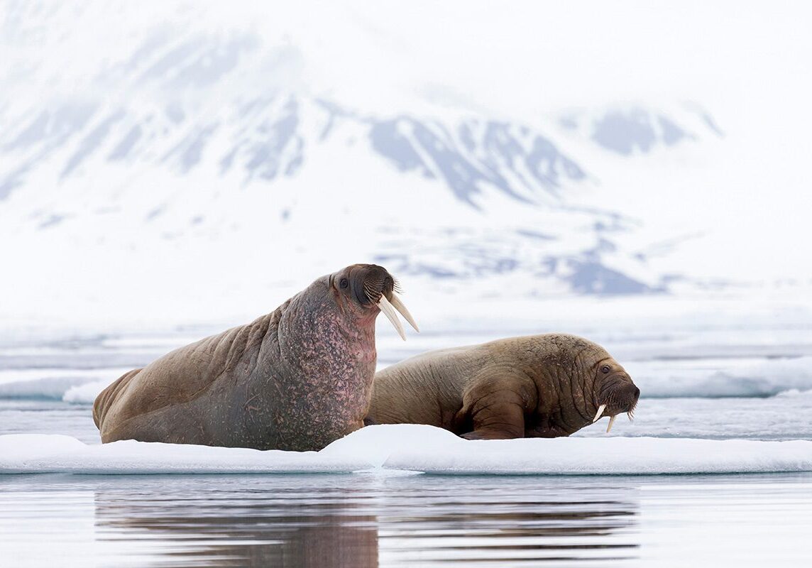 Arctic Wildlife Photo Workshop Walrus