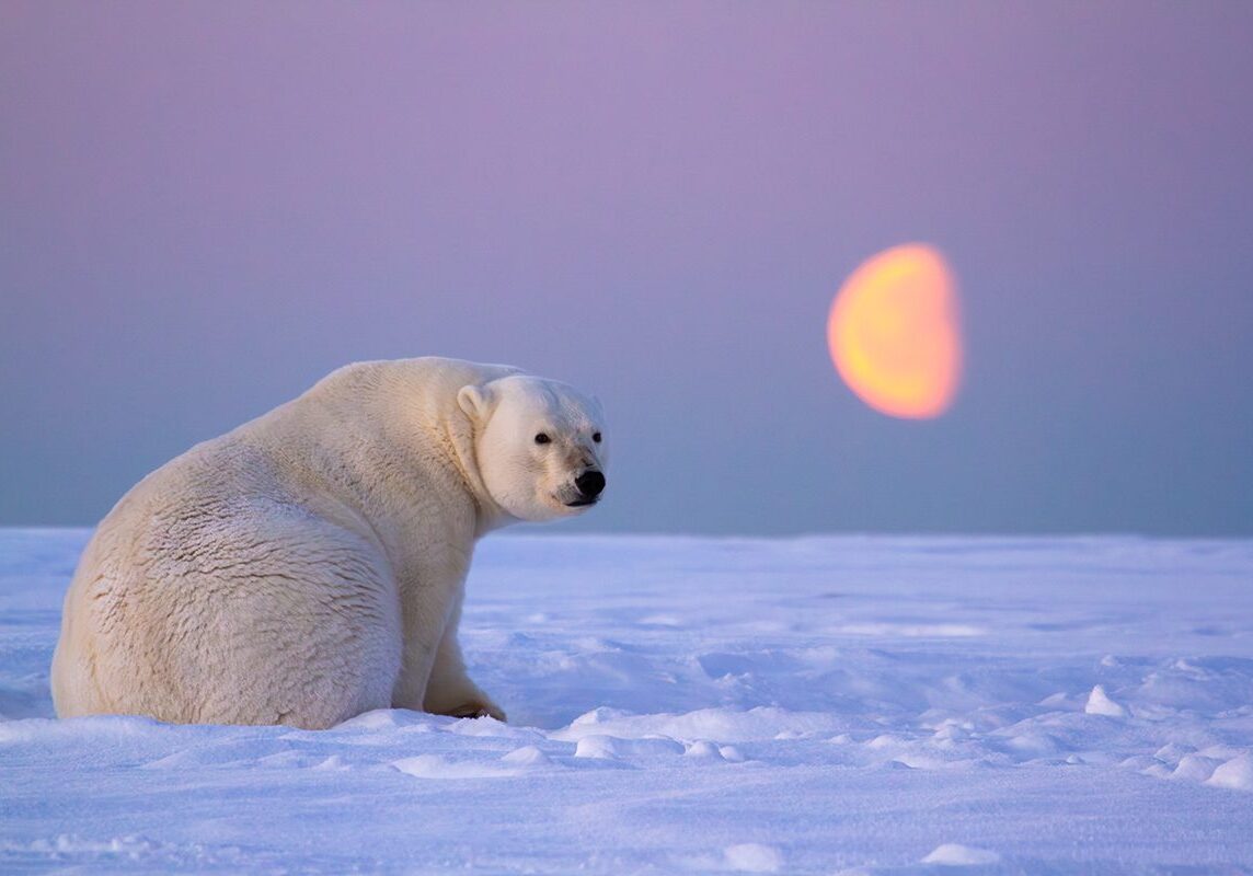 Polar Bears and Arctic Wildlife Photo Workshop